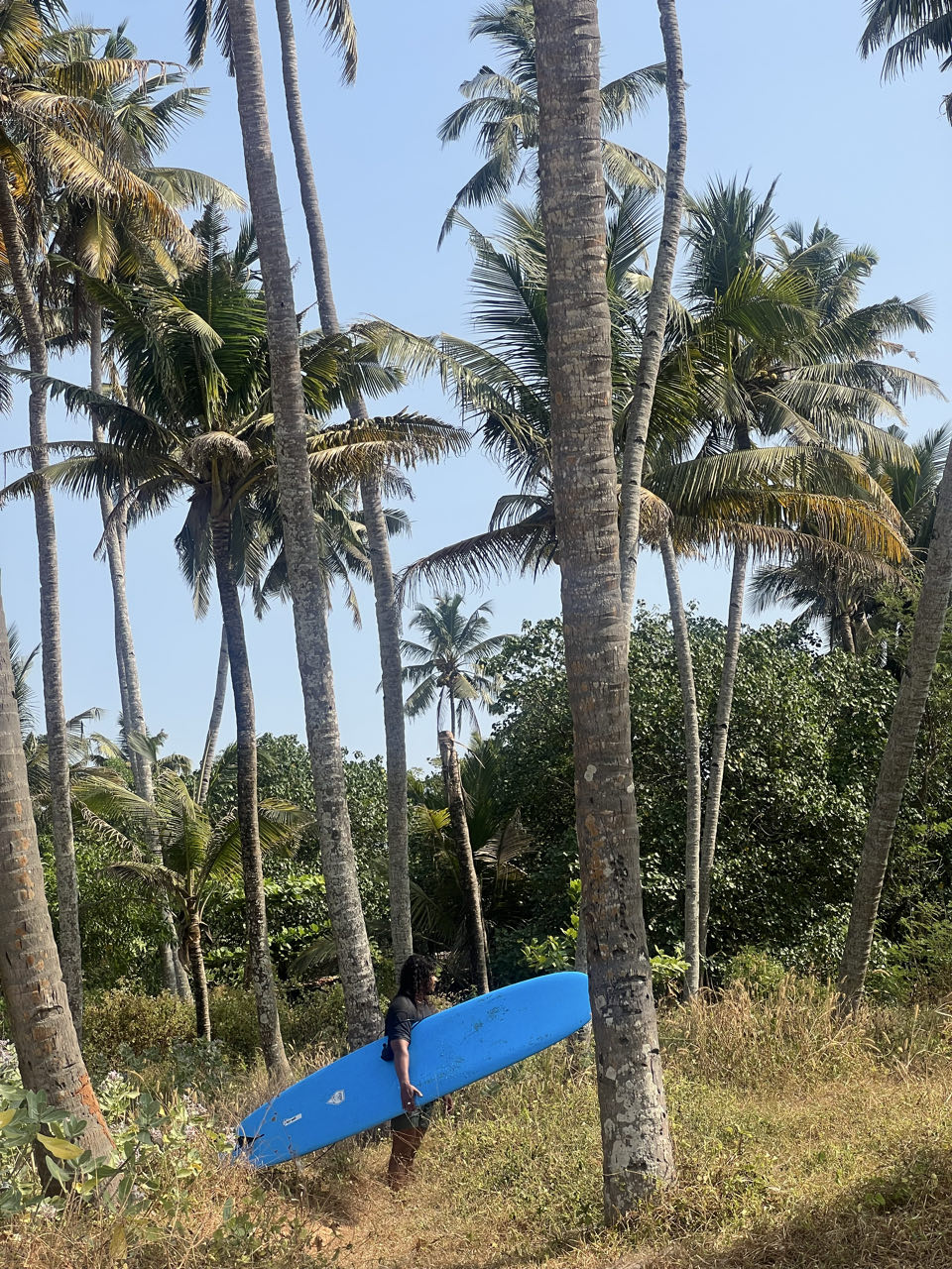 Palm trees near Cowees