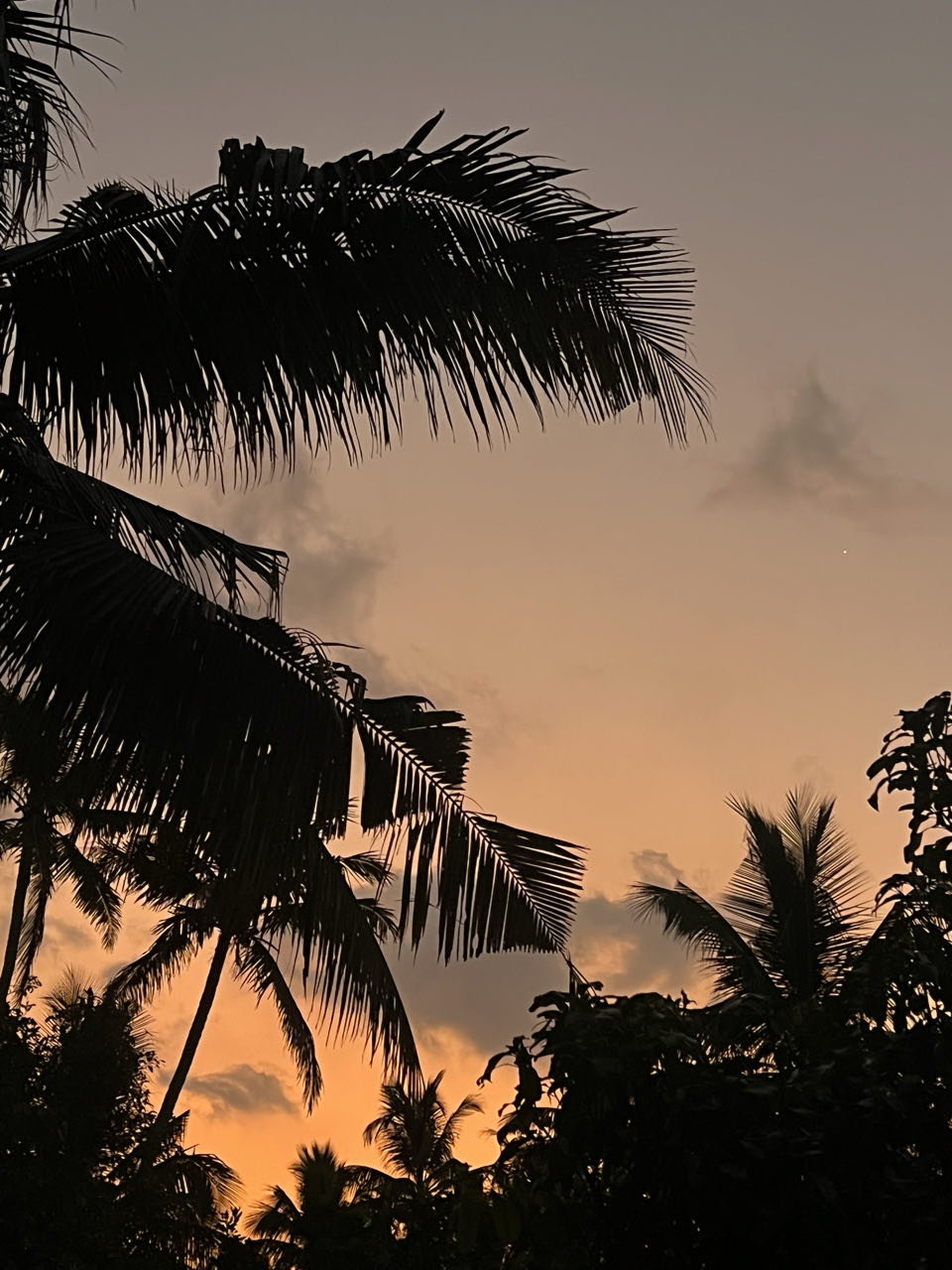 Palms at sunset